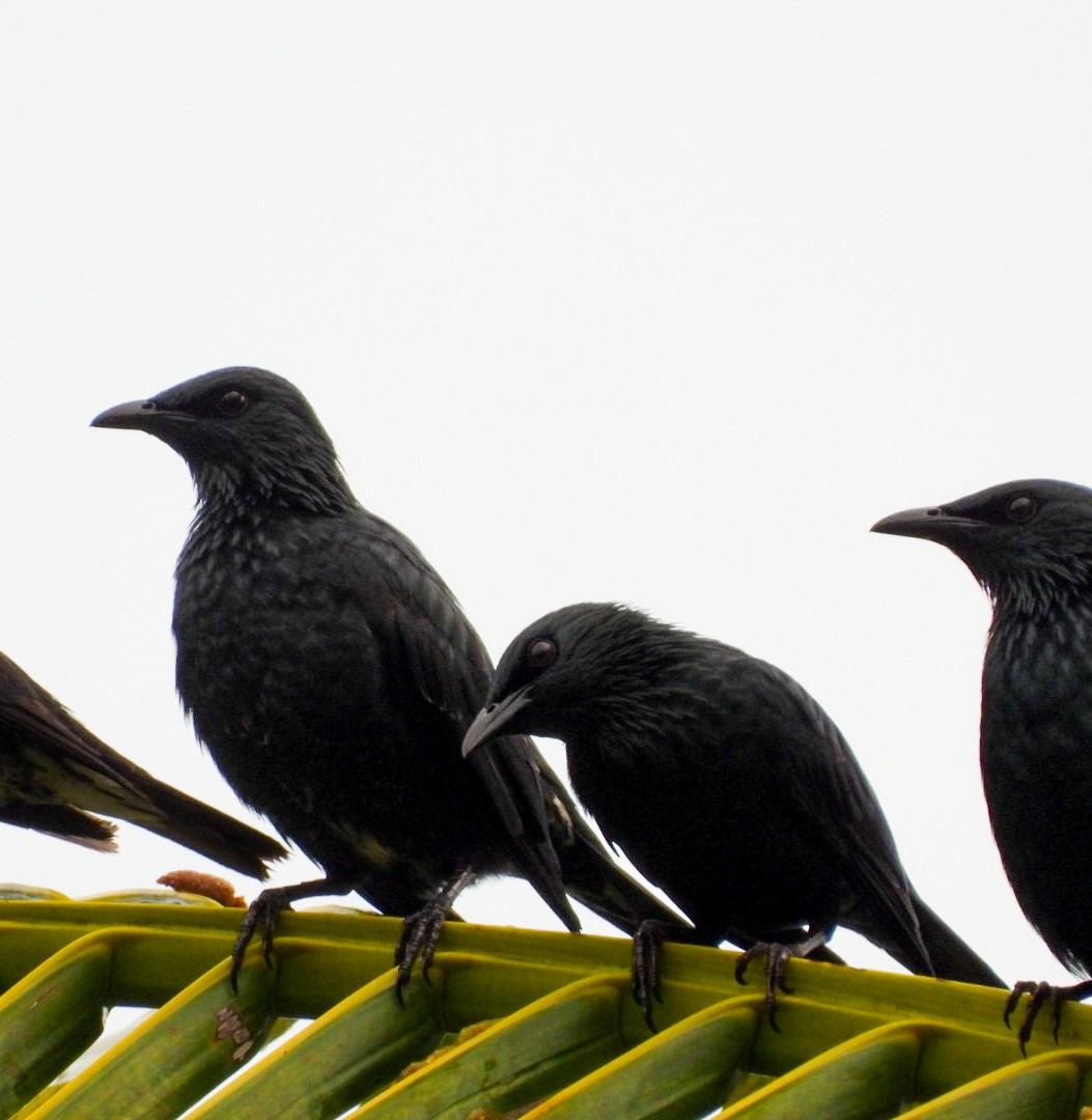 Stourne bronzé - ML644922216