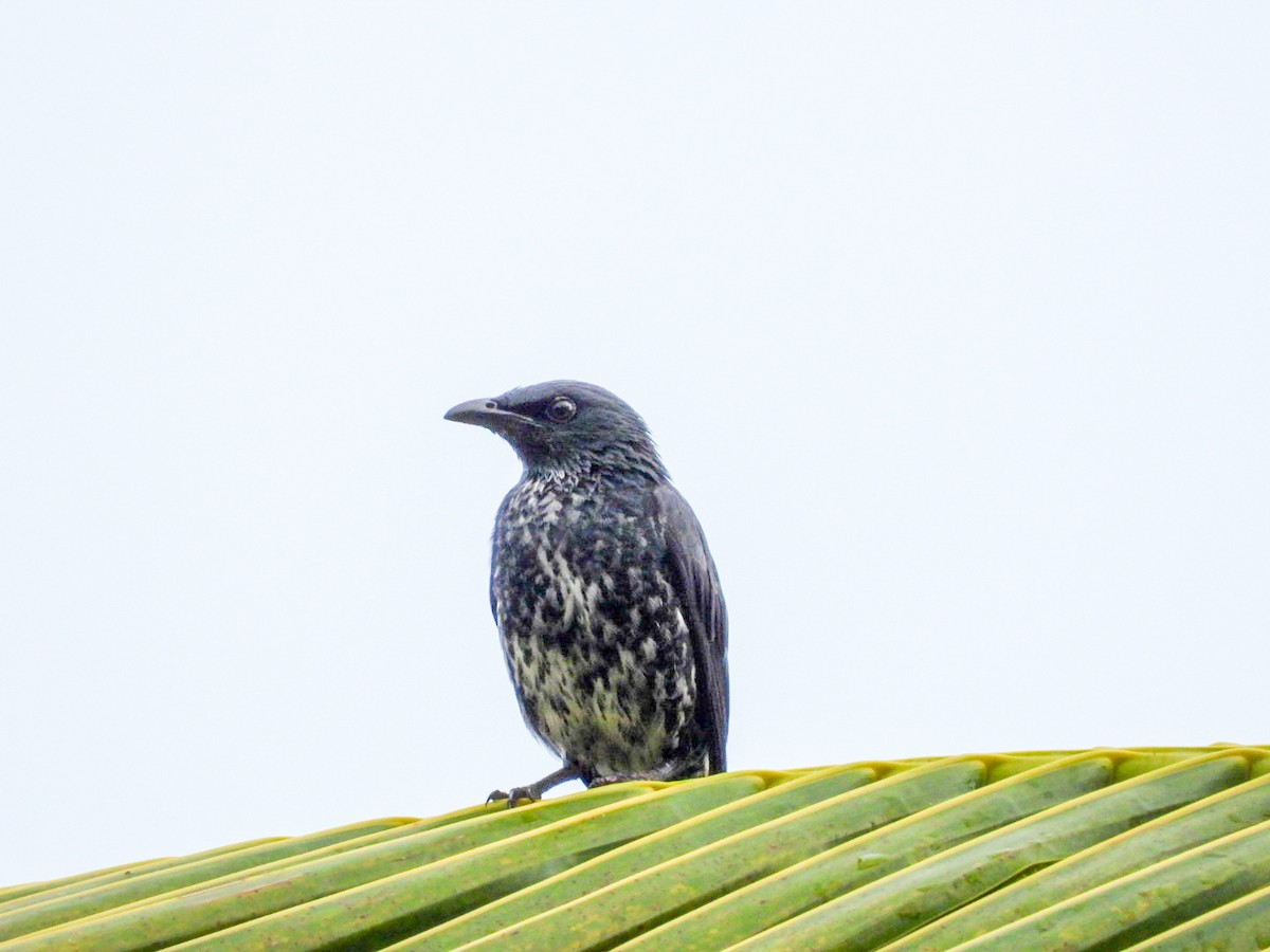 Stourne bronzé - ML644922217