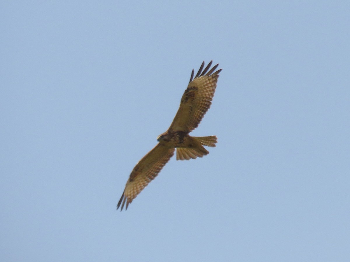 Eastern Buzzard - ML644922221