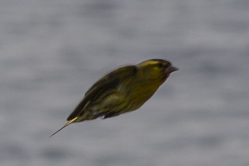 Eurasian Siskin - ML644922224