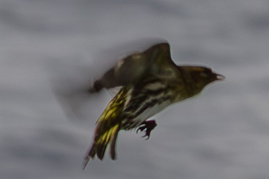 Eurasian Siskin - ML644922225