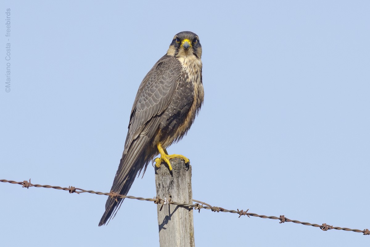 Aplomado Falcon - ML644922237