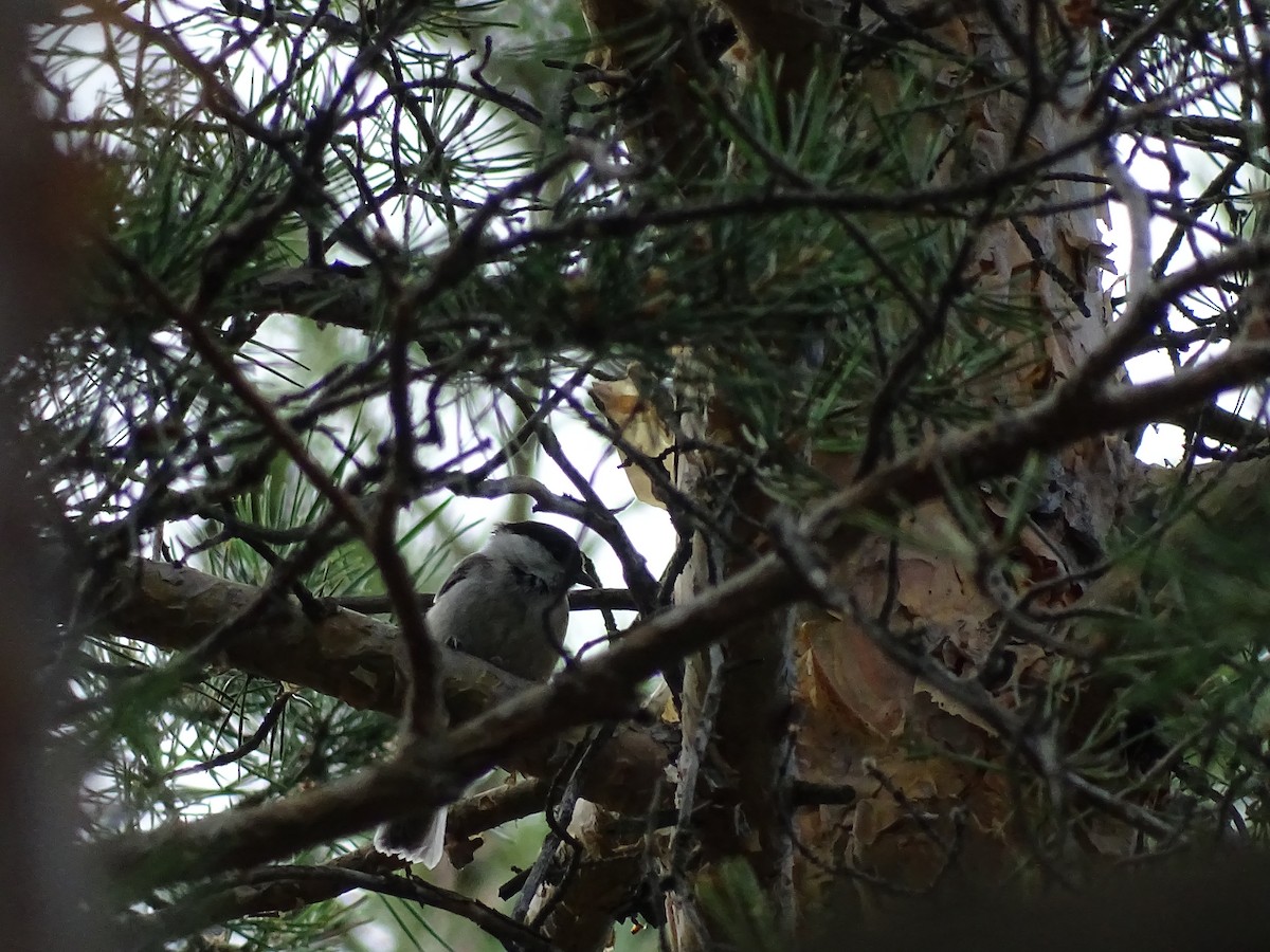 Пухляк - ML644922239