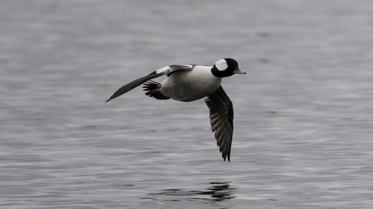 Гоголь-головастик - ML644922243