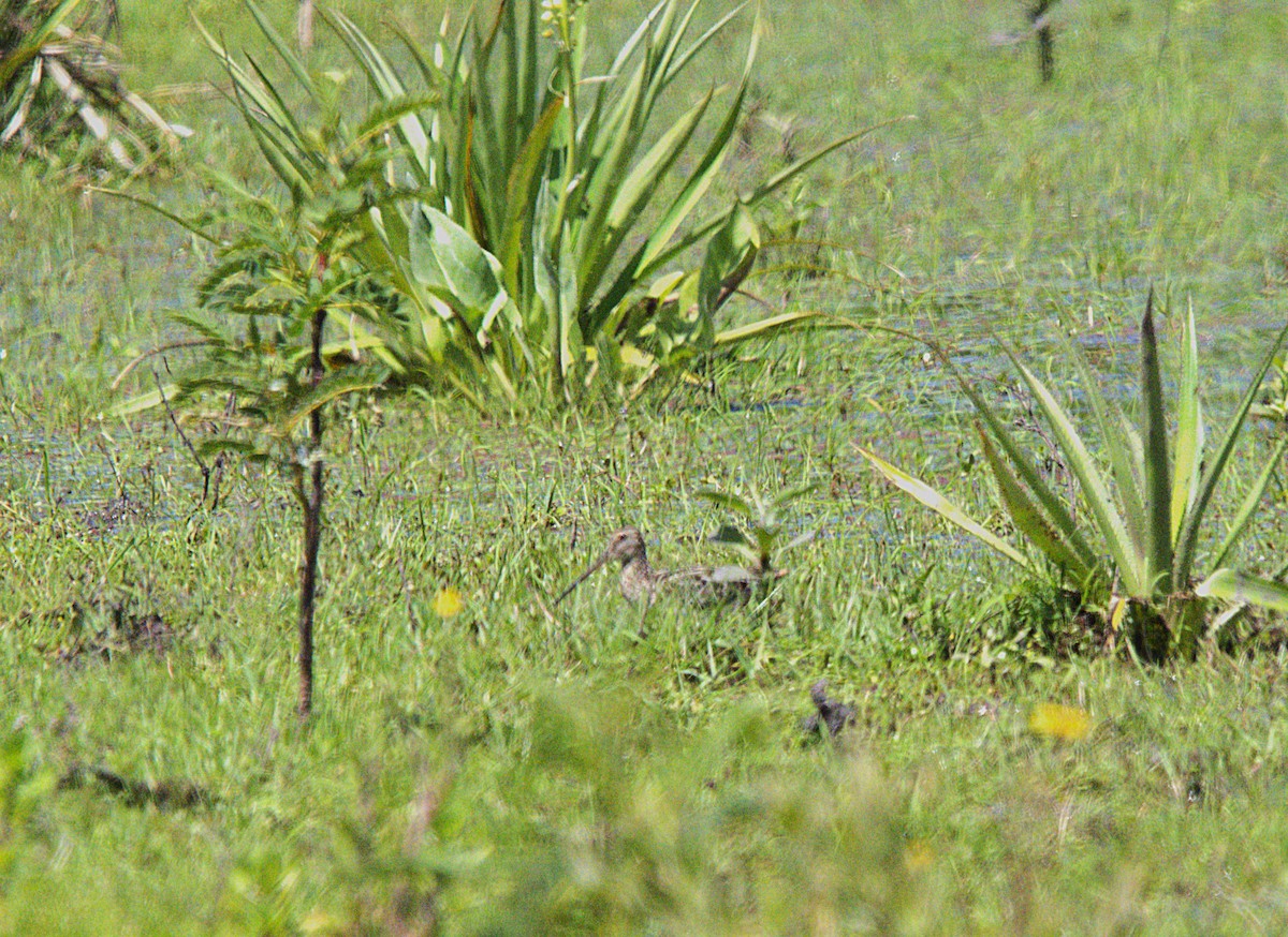Pantanal Snipe - ML644922246