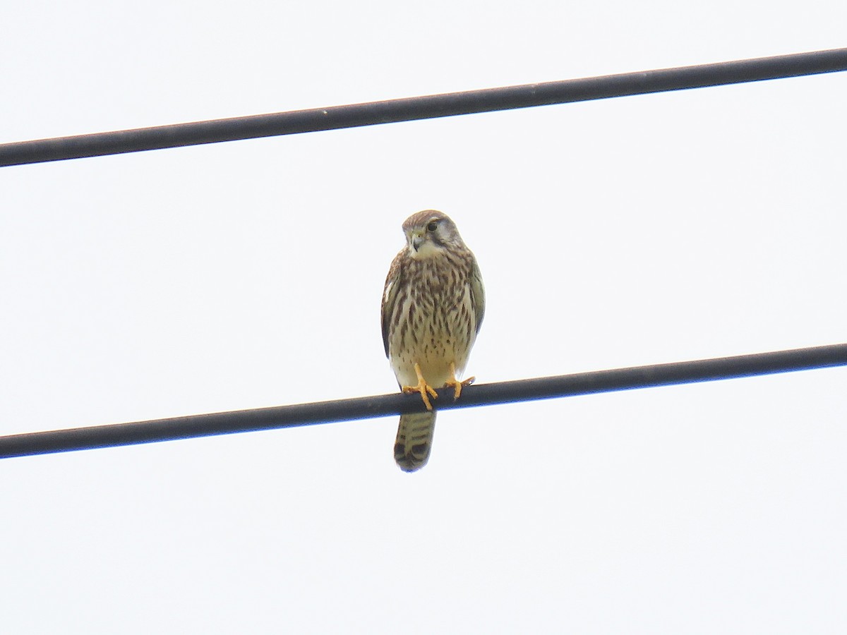 Eurasian Kestrel - ML644922252