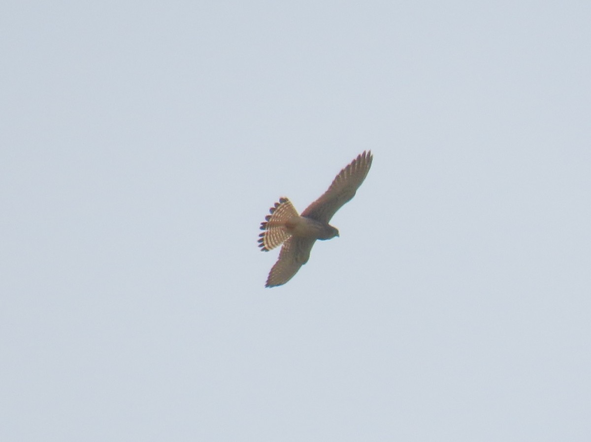 Eurasian Kestrel - ML644922255