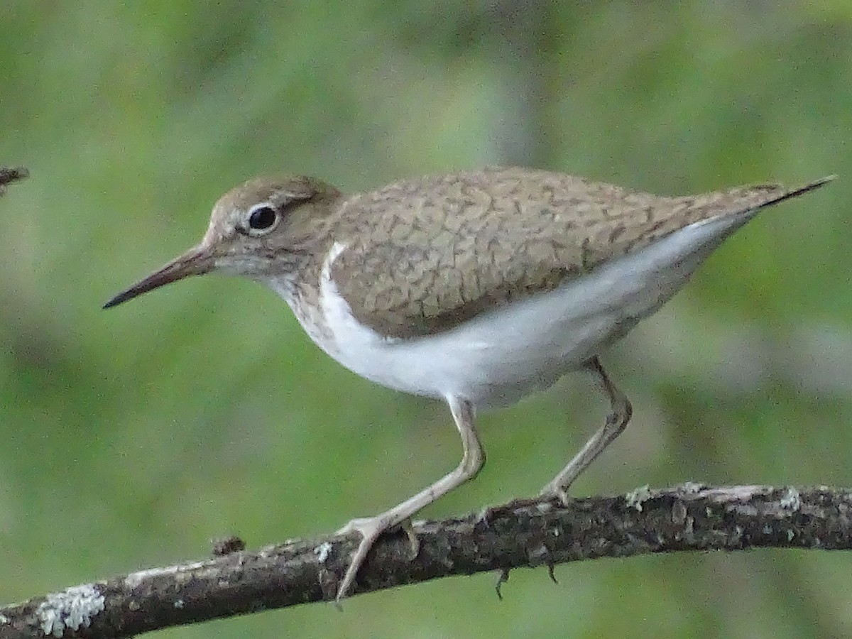 Common Sandpiper - ML644922256