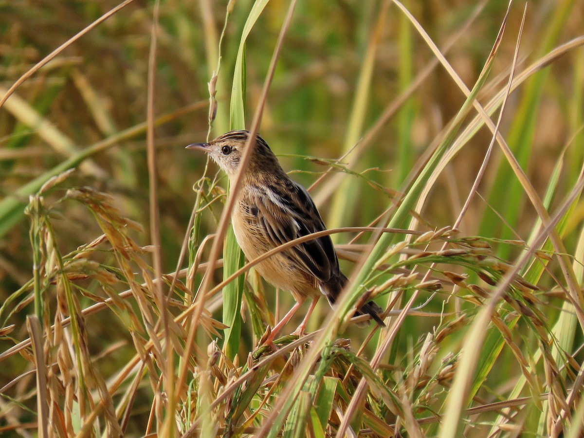 Zitting Cisticola - ML644922266