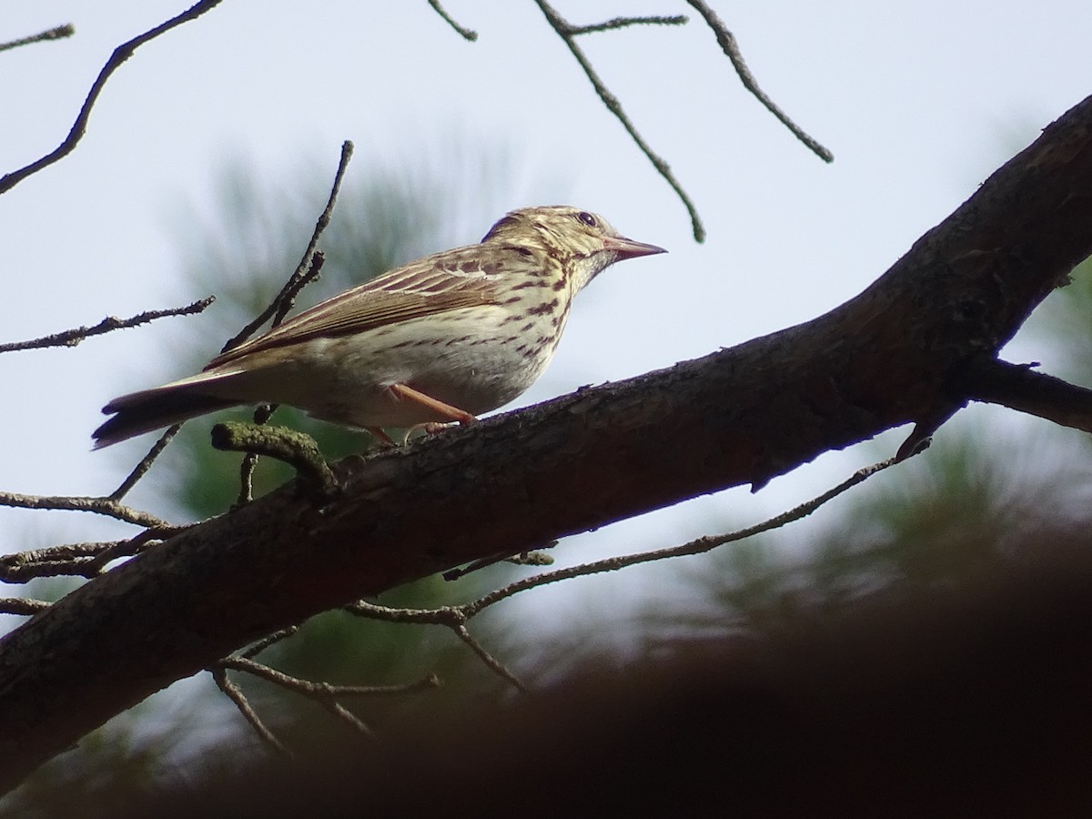 Tree Pipit - ML644922272