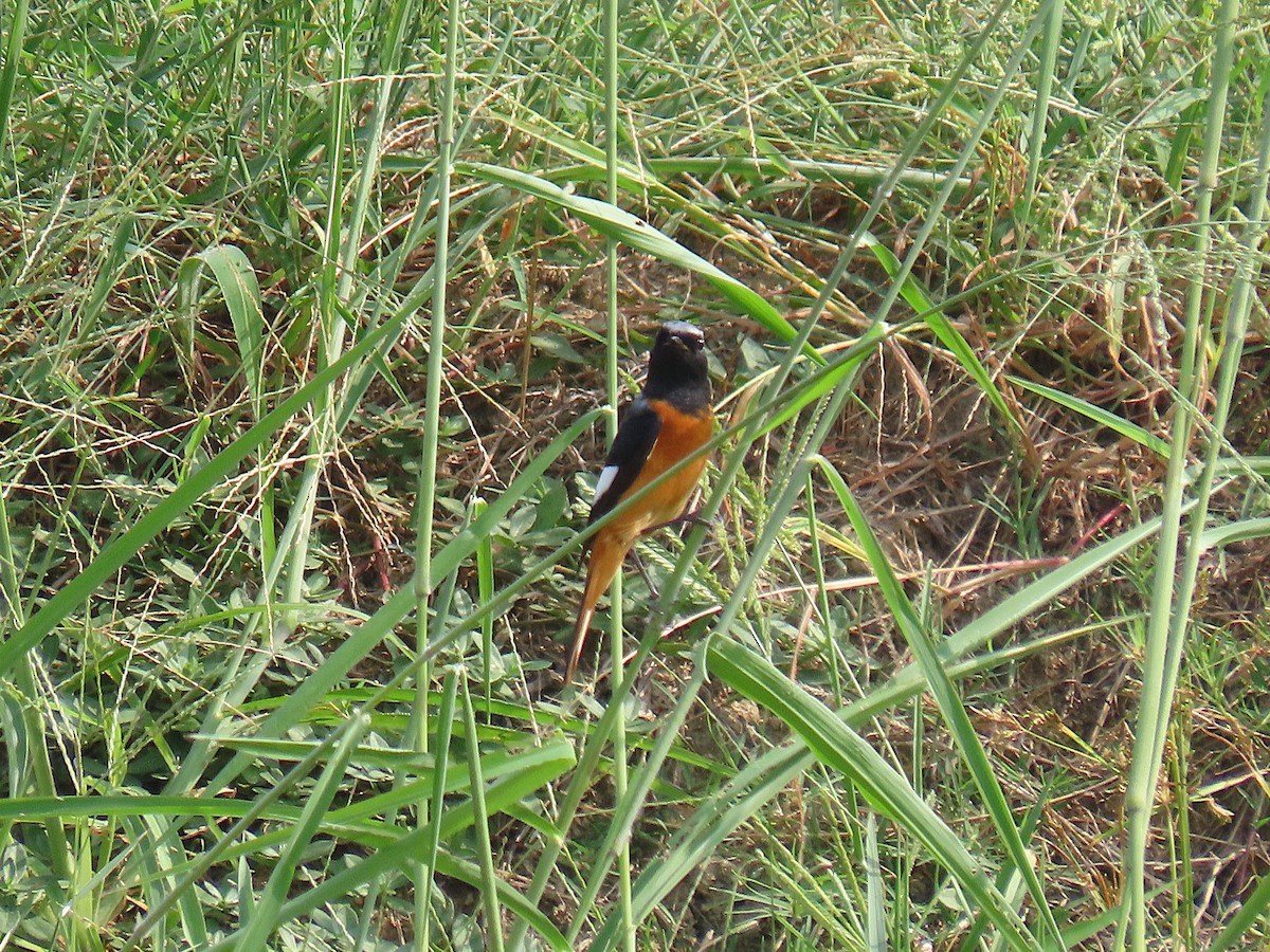 Daurian Redstart - ML644922275