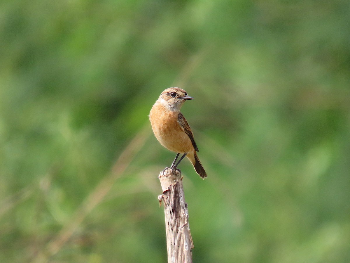 Amur Stonechat - ML644922276