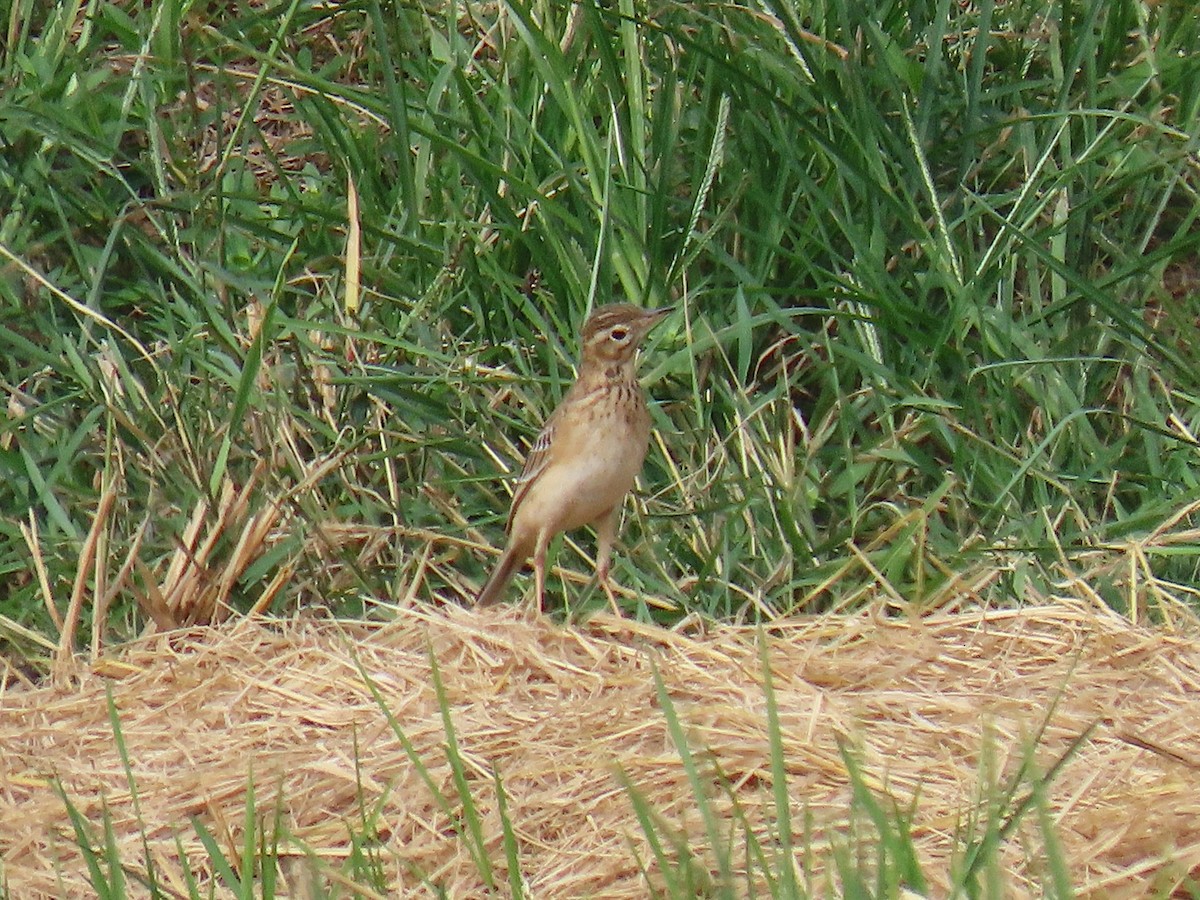 Richard's Pipit - ML644922290