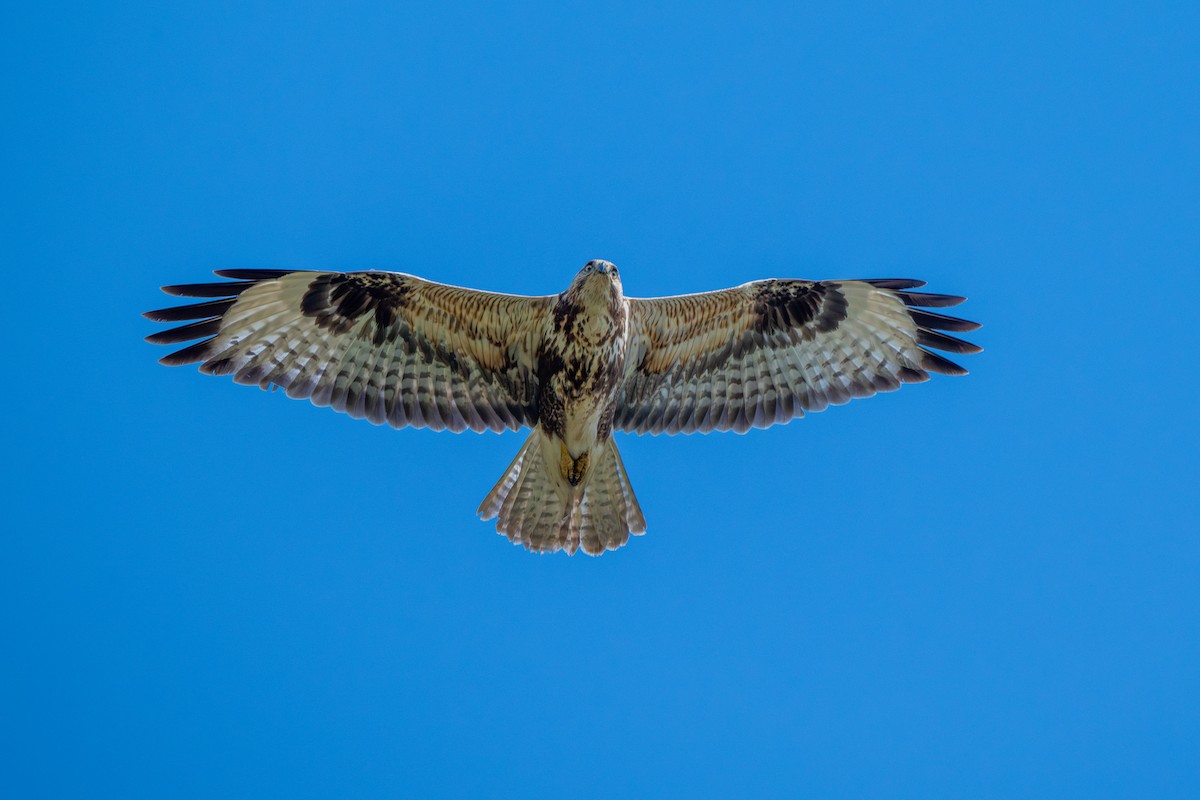 Long-legged Buzzard - ML644922293