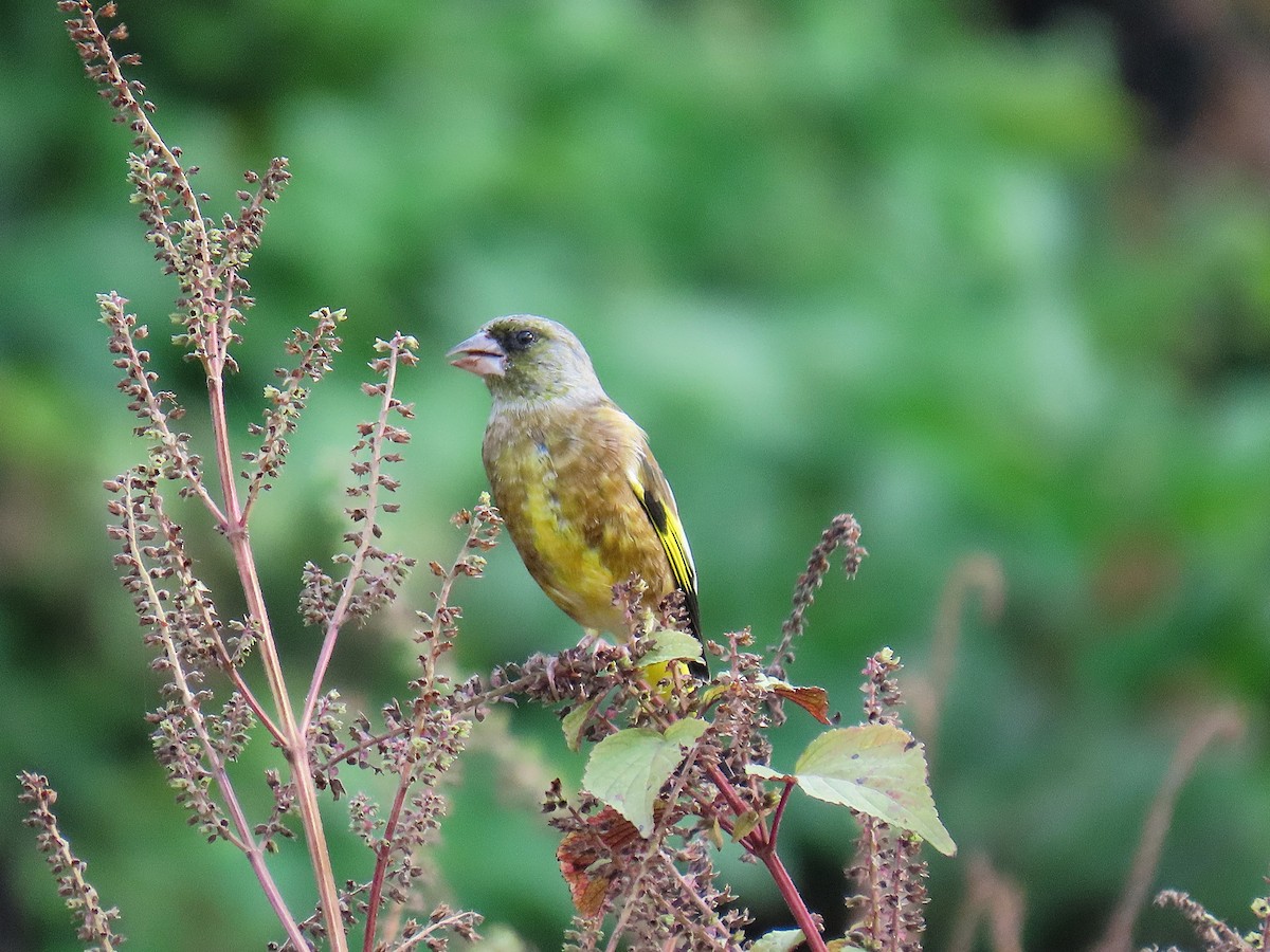 Oriental Greenfinch - ML644922294