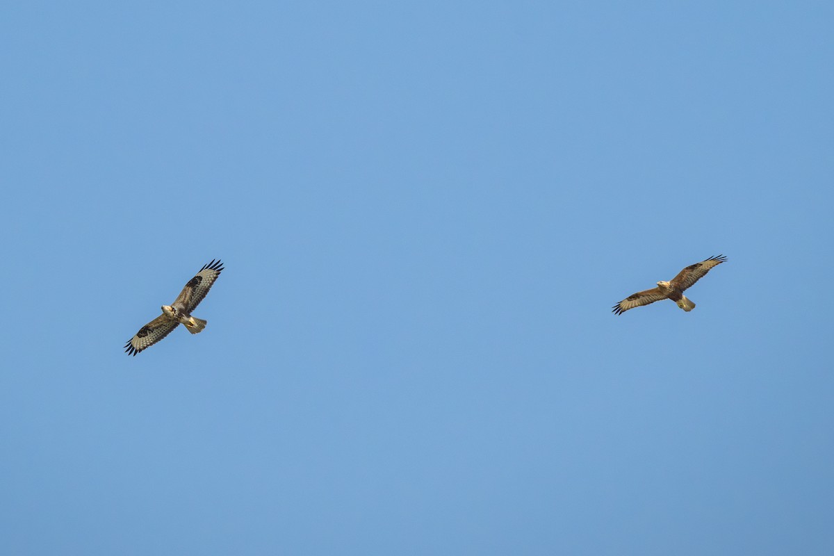 Long-legged Buzzard - ML644922296
