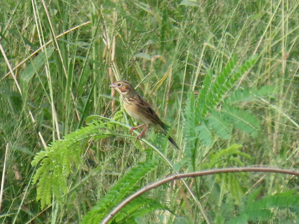 Chestnut-eared Bunting - ML644922300