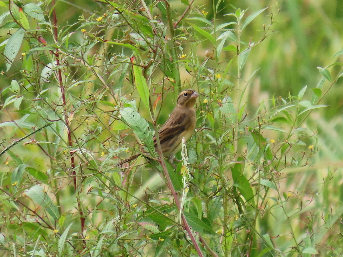 strnad obojkový - ML644922310