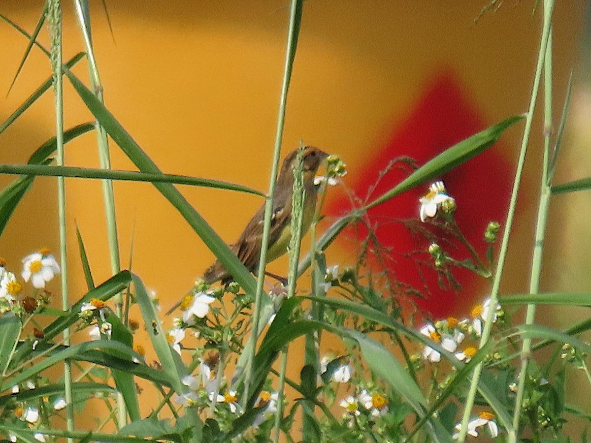 strnad obojkový - ML644922312