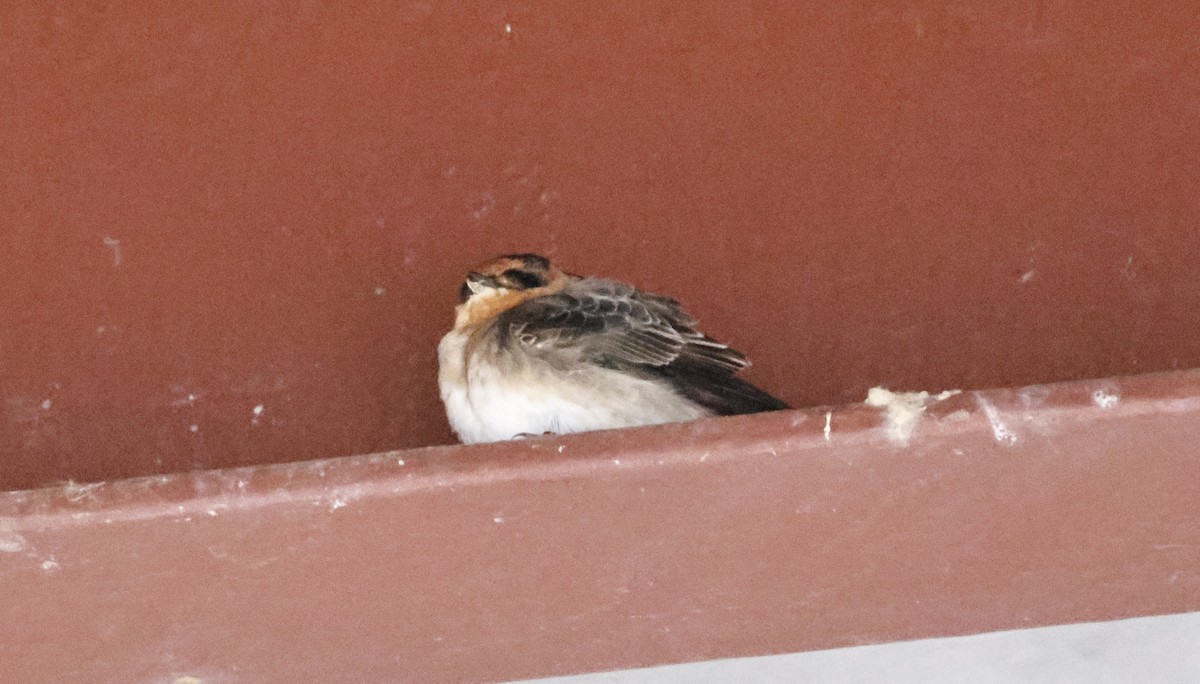 Cave Swallow - ML644922313