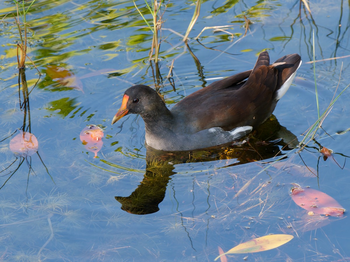 Курочка латиноамериканська - ML644922325