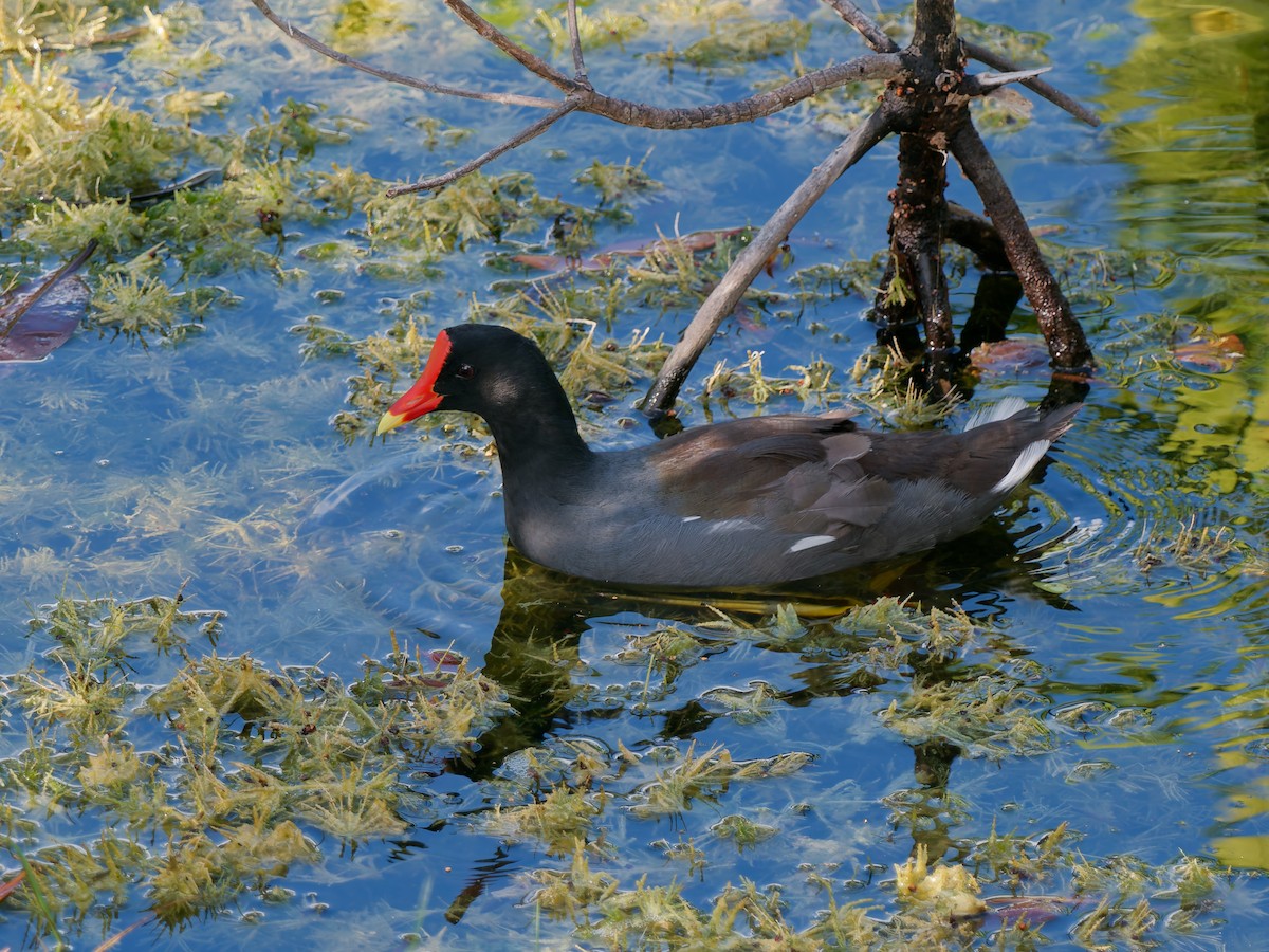 Курочка латиноамериканська - ML644922326