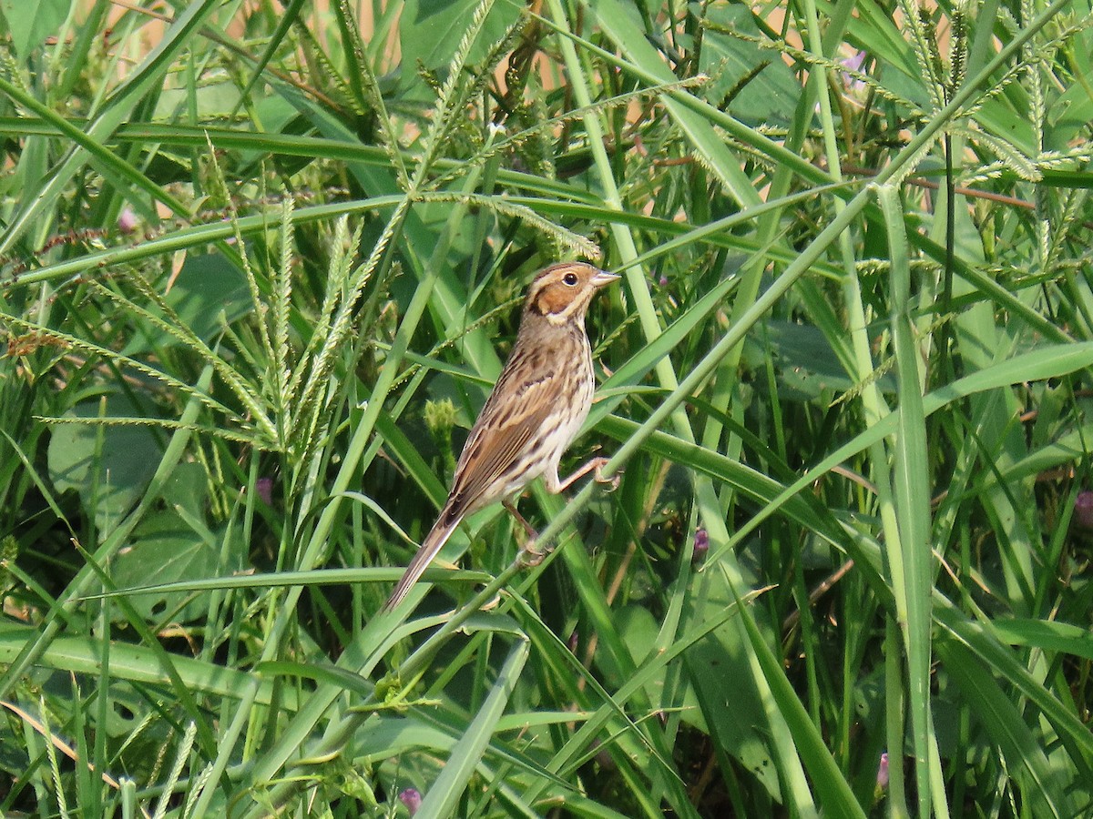 Little Bunting - ML644922329
