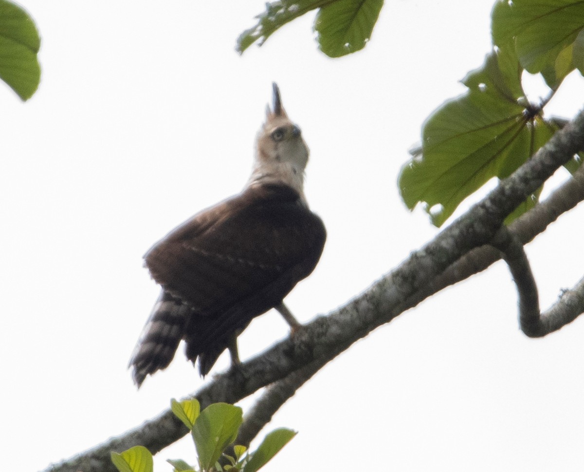 アカエリクマタカ - ML644922346