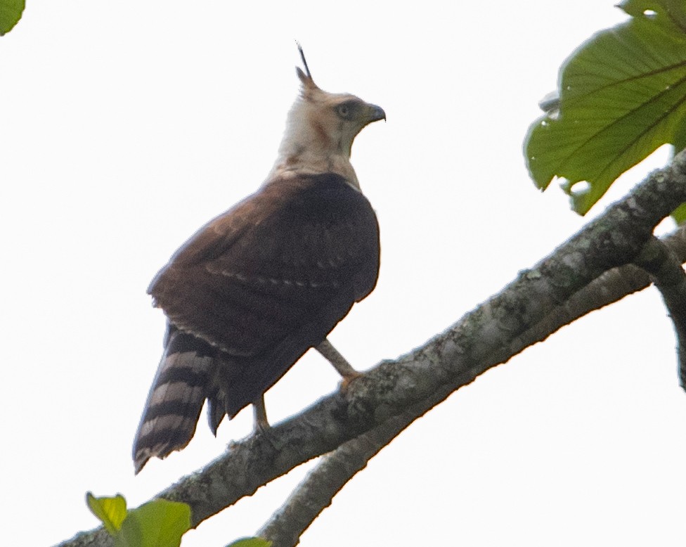 アカエリクマタカ - ML644922347