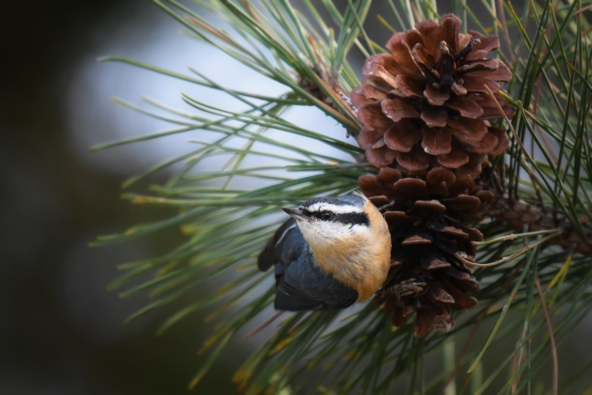 Red-breasted Nuthatch - ML644922367