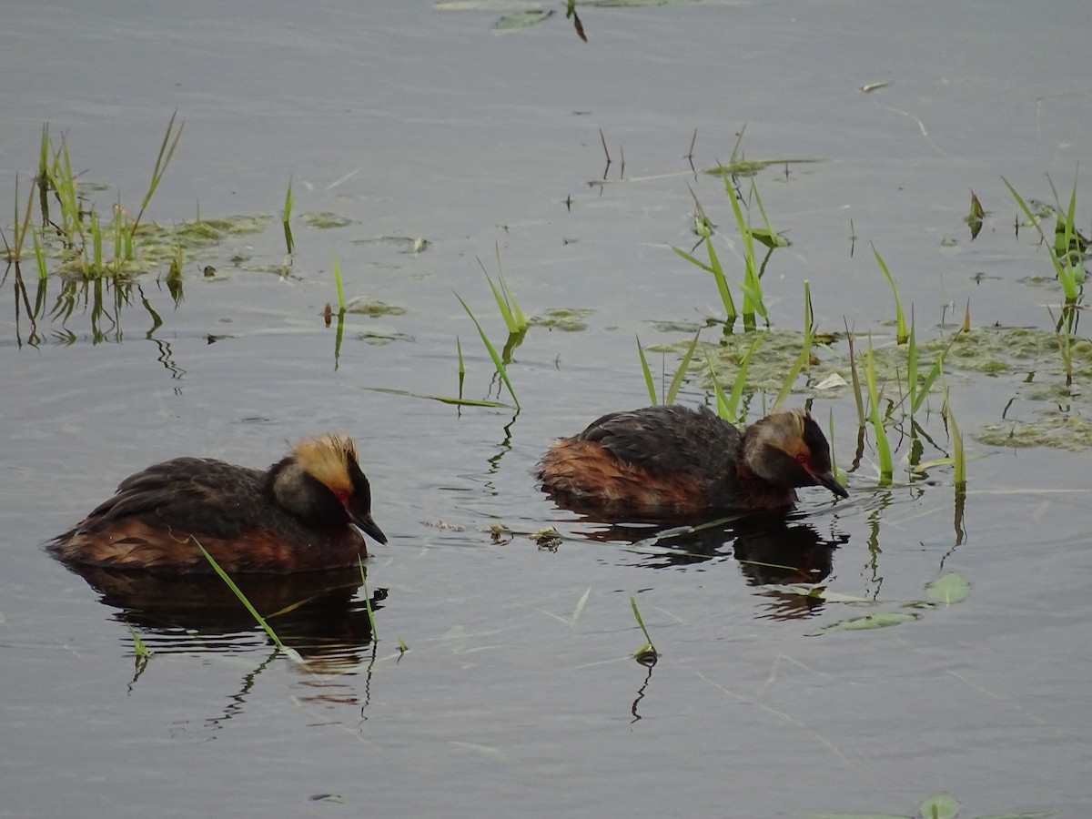 Horned Grebe - ML644922390