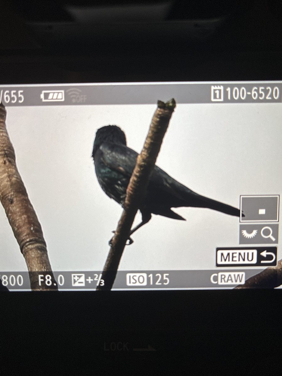 Stourne bronzé - ML644922391