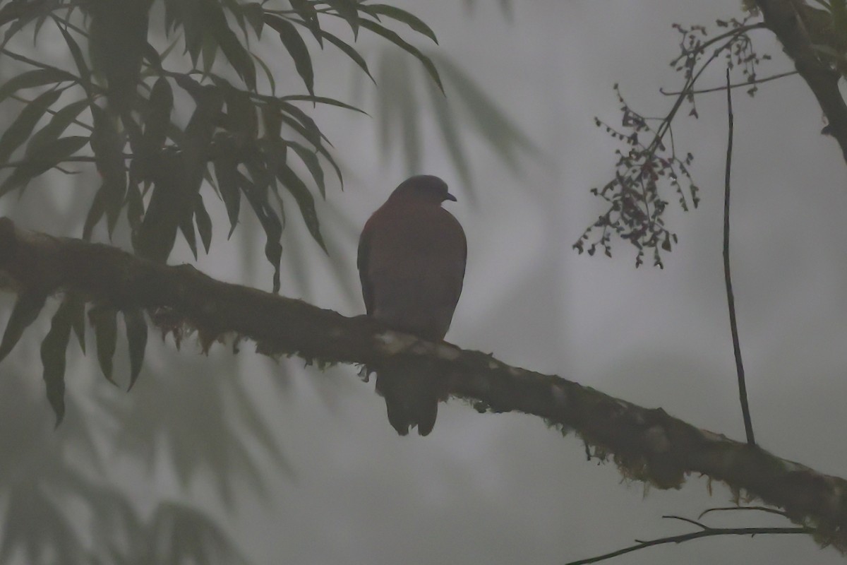 Dusky Pigeon - ML644922398