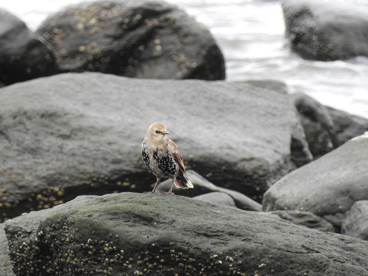 European Starling - ML64492241