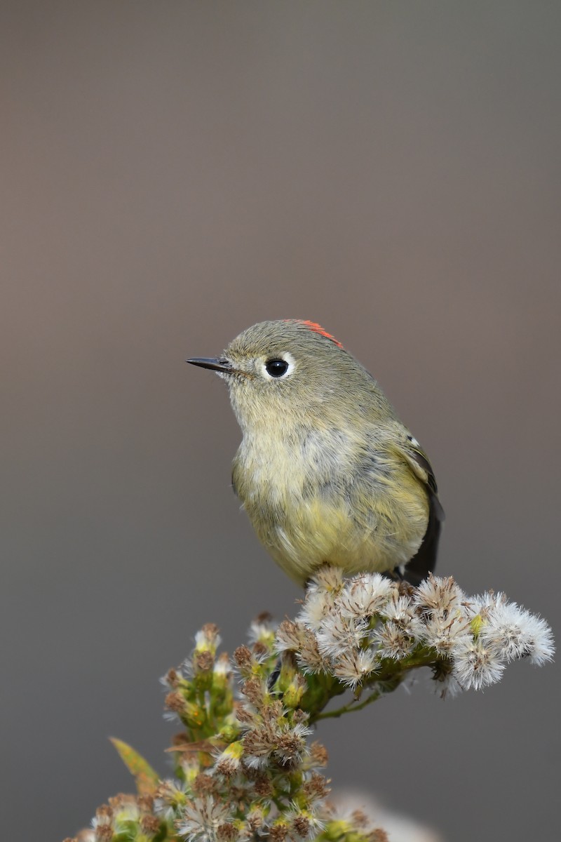 Ruby-crowned Kinglet - ML644922416