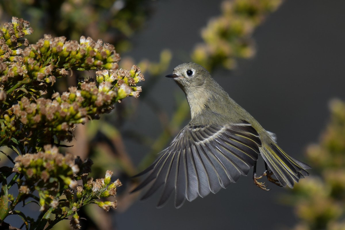 Ruby-crowned Kinglet - ML644922418