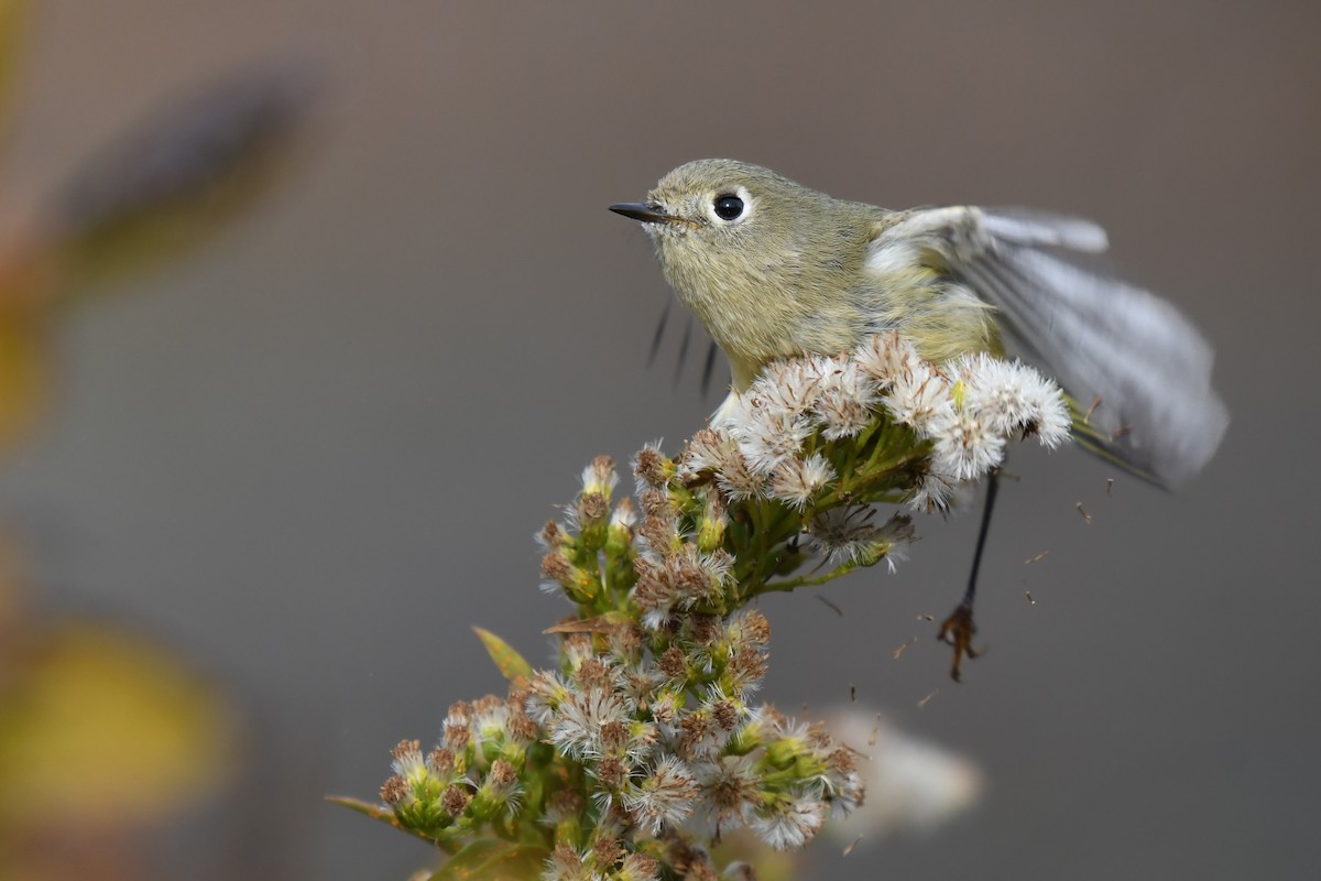 Ruby-crowned Kinglet - ML644922419
