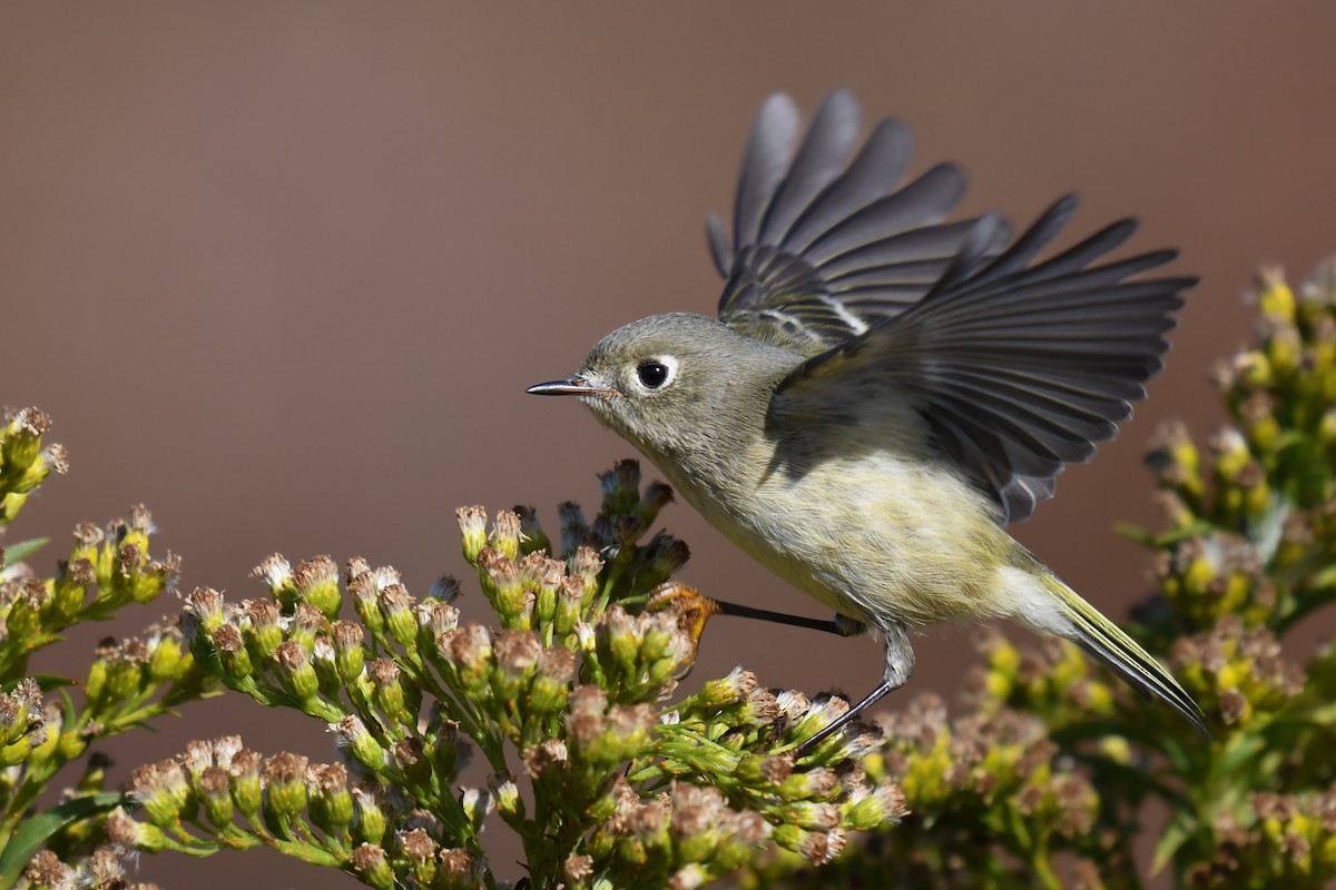 Ruby-crowned Kinglet - ML644922420