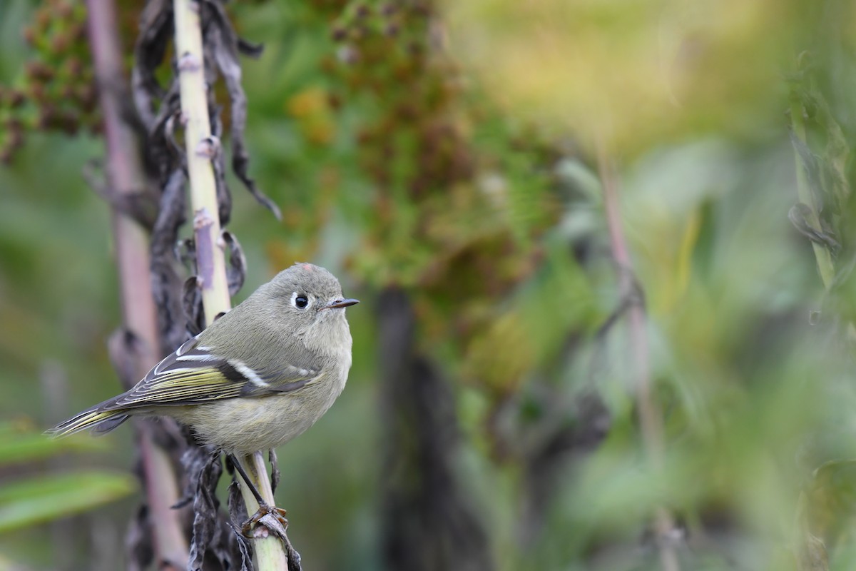 Ruby-crowned Kinglet - ML644922422