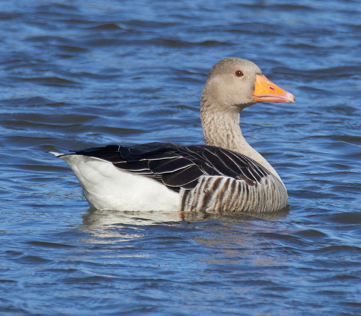 Boz Kaz - ML644922428