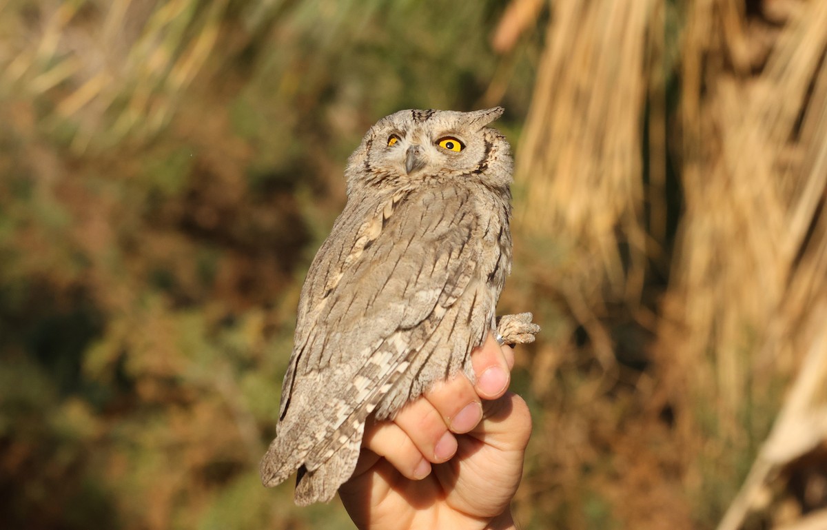 Apo-hontz argia - ML644922434