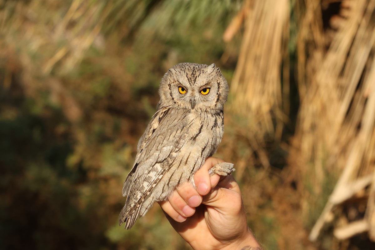 Apo-hontz argia - ML644922435