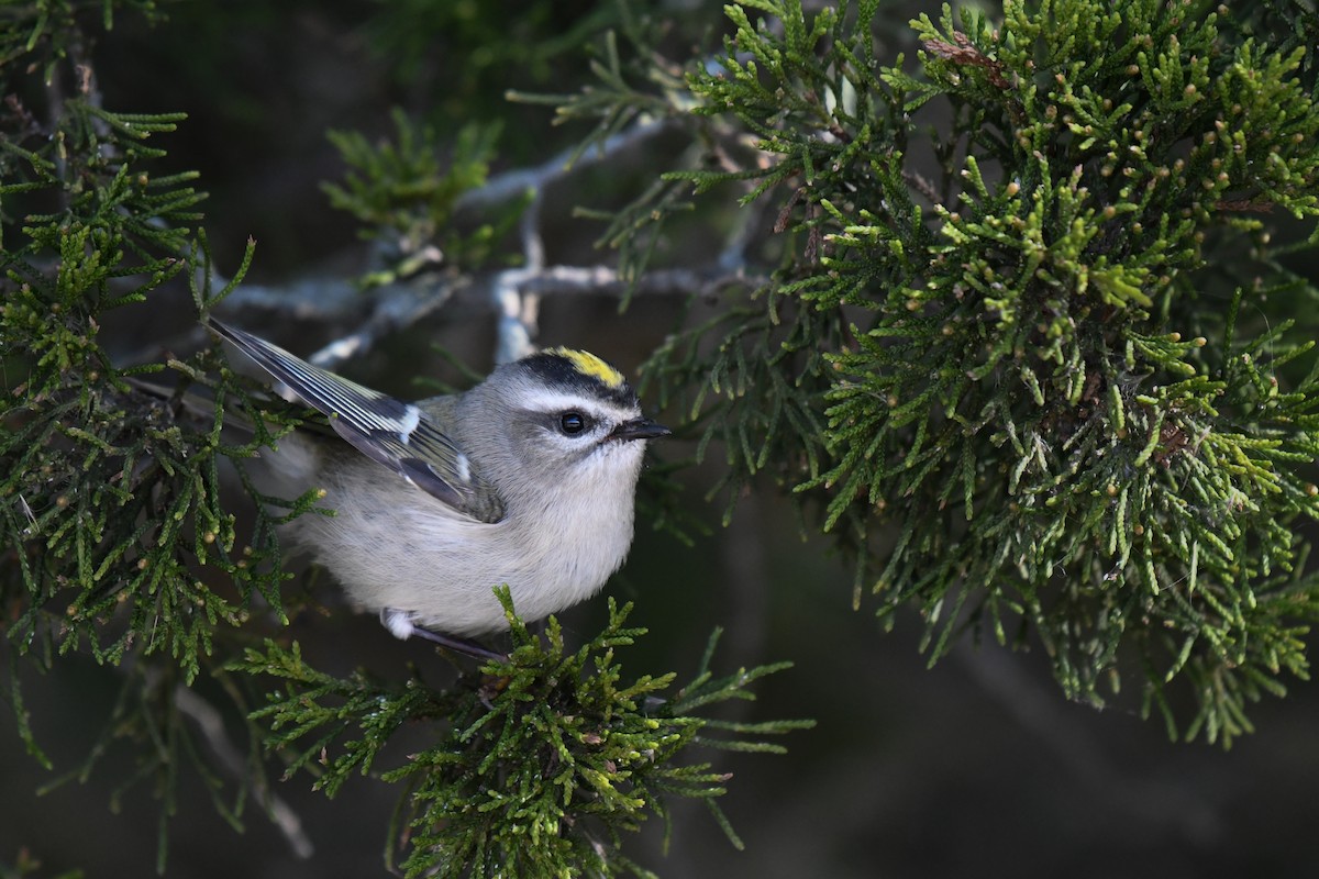 Golden-crowned Kinglet - ML644922443