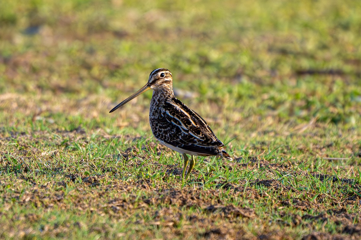 Common Snipe - ML644922451
