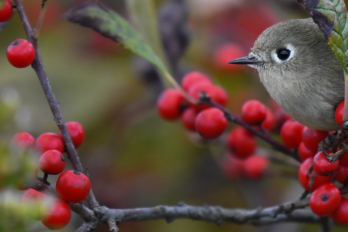 Ruby-crowned Kinglet - ML644922452
