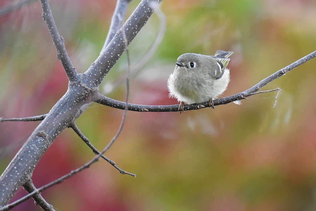 Ruby-crowned Kinglet - ML644922453