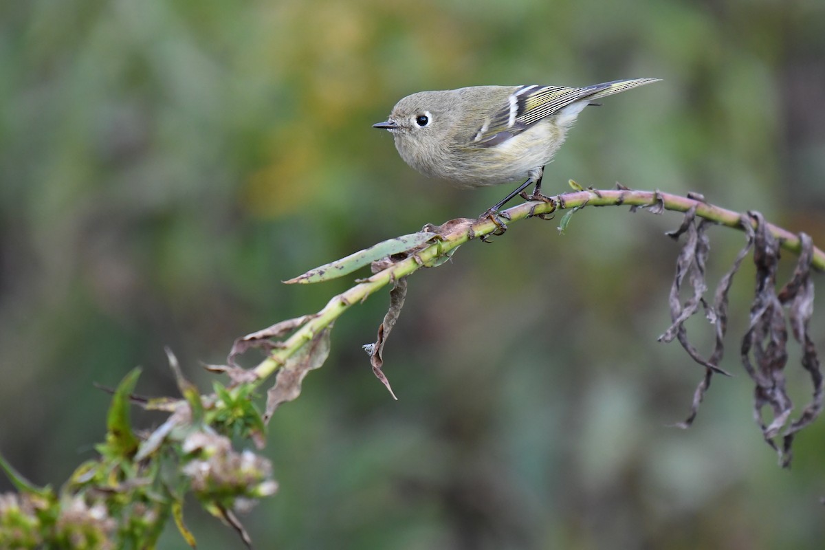 Ruby-crowned Kinglet - ML644922454
