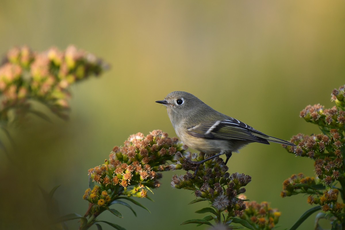Ruby-crowned Kinglet - ML644922455