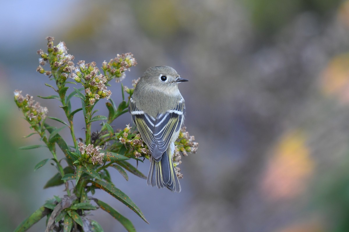 Ruby-crowned Kinglet - ML644922456