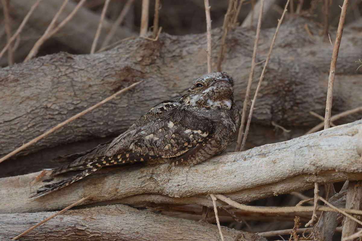 Zata arrunta - ML644922458